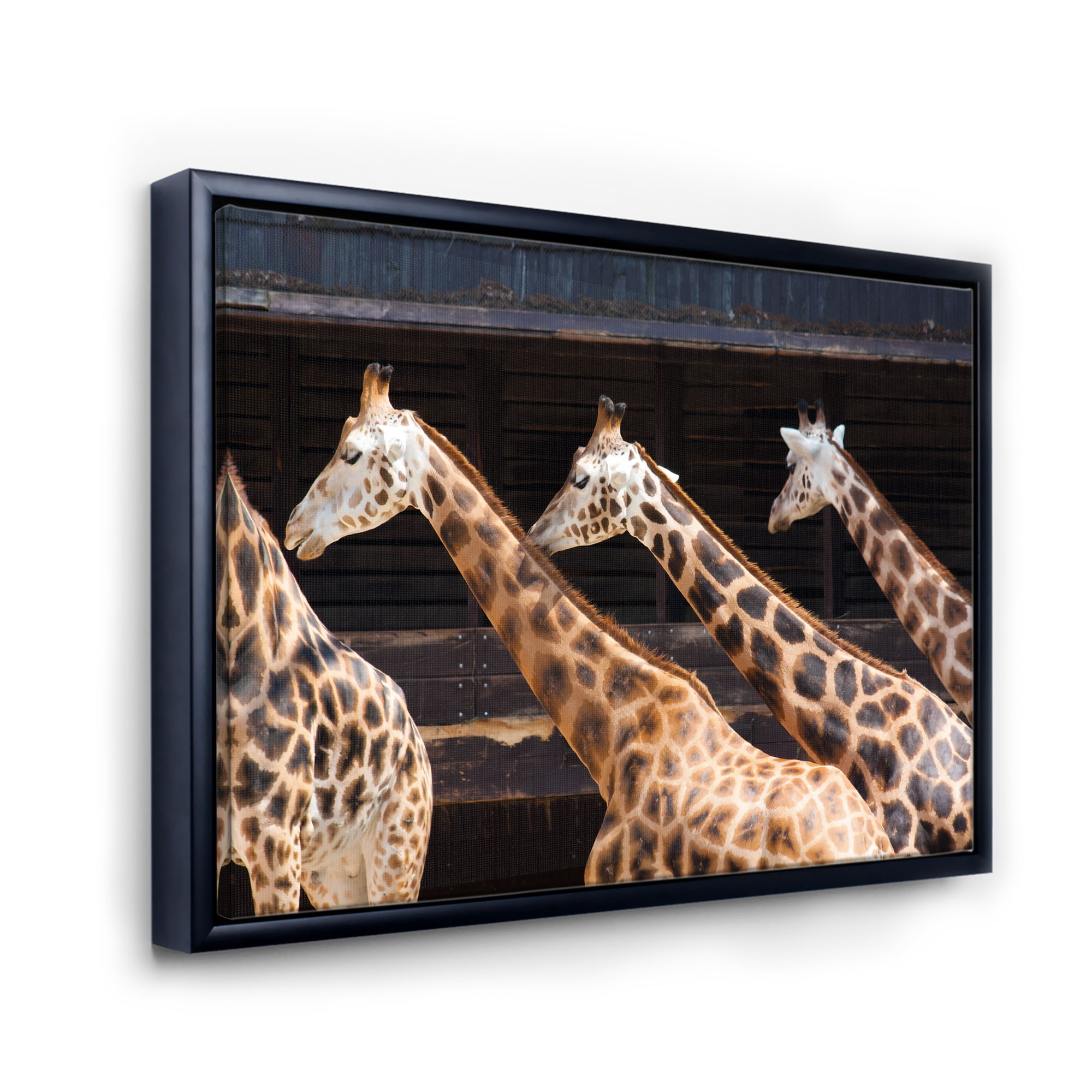 Designart 'Portrait Of Three Giraffes Running' Farmhouse Framed Canvas Wall Art Print