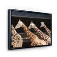 thumbnail image 3 of Designart 'Portrait Of Three Giraffes Running' Farmhouse Framed Canvas Wall Art Print, 3 of 5