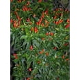 thumbnail image 2 of 50 Graines de Piment TABASCO Rouge Capsicum Fruitescens Légumes, 2 of 5