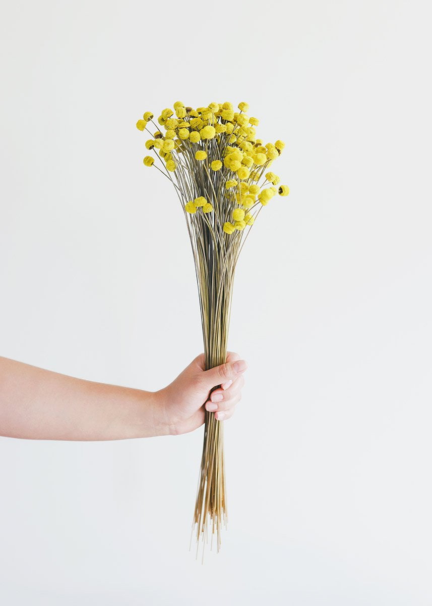 Yellow Dried Floral Buttons Walmart Com Walmart Com