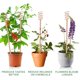 thumbnail image 2 of Paquete de 8 estacas para plantas de electrocultivo de 13,5 pulgadas, estacas largas de cobre para jardín, antenas de bobina de cobre para electrocultivo para jardín en crecimiento, 2 of 5