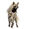 thumbnail image 2 of Striped Hyena Front White Wall Decal Sticker, Wallmonkeys Peel & Stick Vinyl Graphic (18 in H x 9 in W), 2 of 4