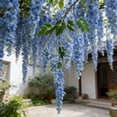 thumbnail image 7 of Artificial Wisteria Vine, Long Plastic Artificial Wisteria Hanging Ornament, Indoor Outdoor Hanging Floral Prop, Decorative Vine for Living Room Garden Wedding and Party, 7 of 7