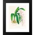thumbnail image 2 of Jean Jules Linden 15x18 Black Modern Framed Museum Art Print Titled - Aerides Augustianum (1885-1906), 2 of 5