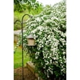 thumbnail image 3 of 2 Gallon Bridalwreath Spirea (Spiraea) Shrub, 3 of 6