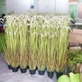 Newce Reed Wholesale Simulation Setaria Potted Large Simulation Dried