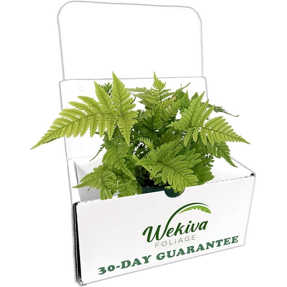 Autumn Fern - 3 Live Plants in 4 Inch Pots - Dryopteris Erythrosora - Beautiful Easy Care Indoor Houseplant