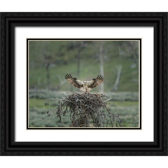 Galloimages Online 14x12 Black Ornate Wood Framed with Double Matting Museum Art Print Titled - Osprey Lands on Nest With Chick