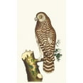 thumbnail image 2 of George Shaw 10x14 Gold Ornate Wood Frame and Double Matted Museum Art Print Titled - The Clouded Owl (1789-1813), 2 of 4