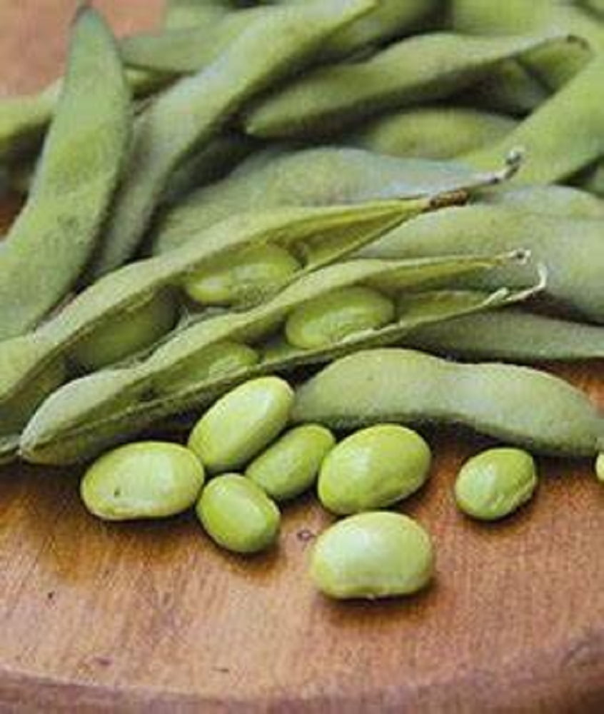 20 Organic Midori Giant Soybean Seeds – Edamame, Glycine Max, USA Grown