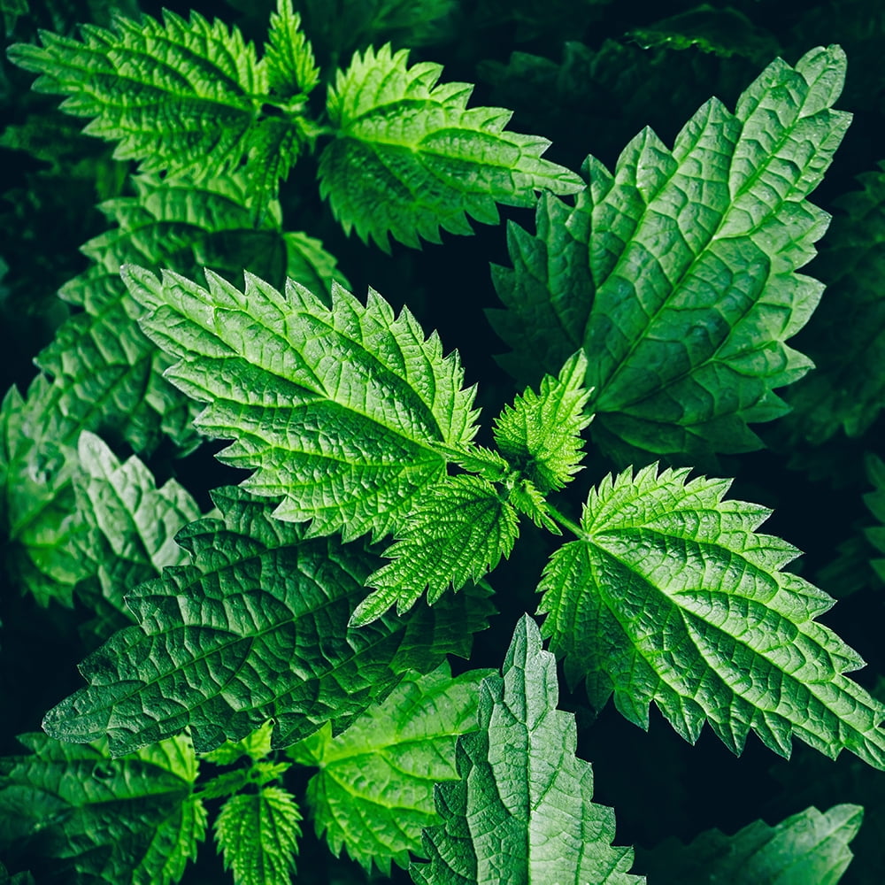 Nettle Plant - Live Stinging Nettle Plant, Urtica dioica - Live Nettles Plant in 3" Pot - Survival Food, Nutritious