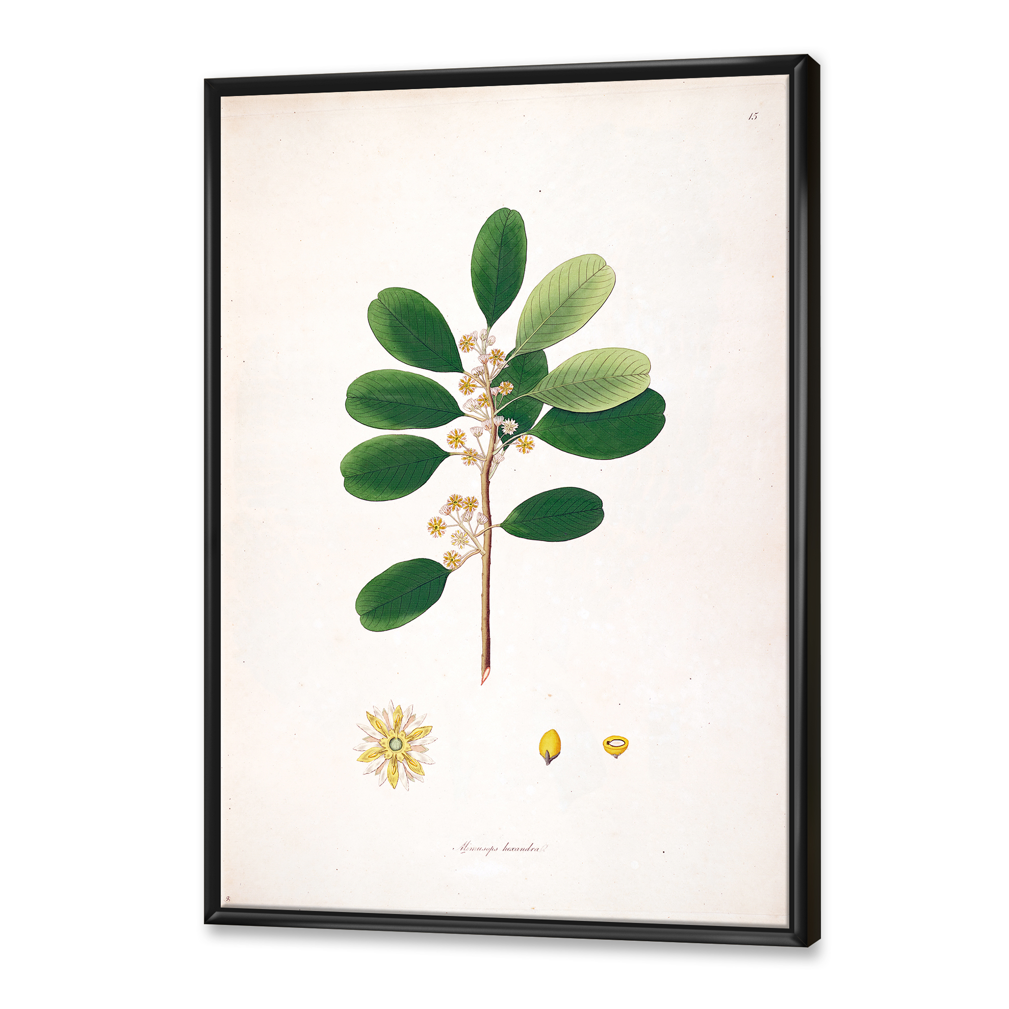 Designart 'Ancient London Plants IX' Farmhouse Framed Canvas Wall Art Print
