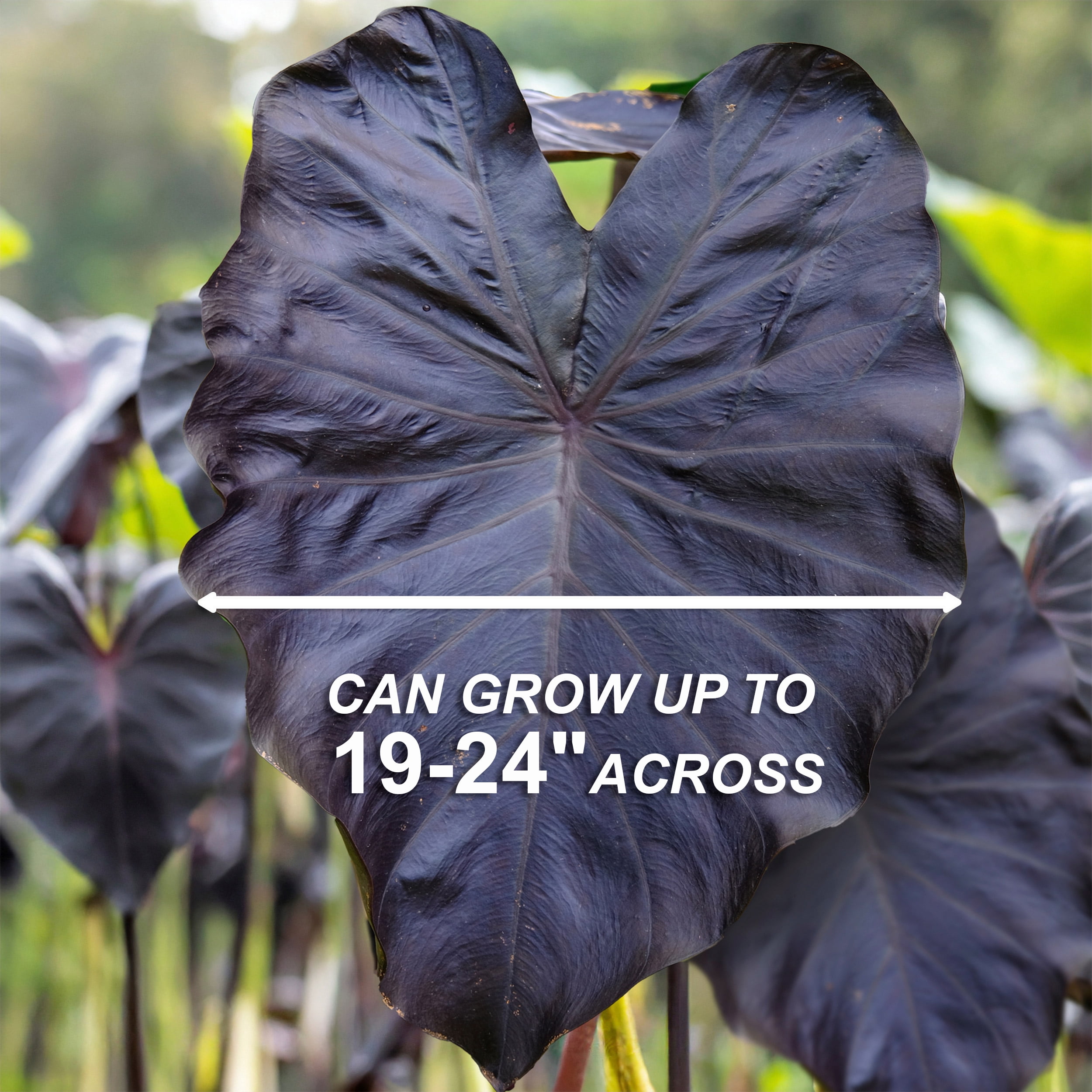 Garden State Bulb Premium Diamond Head Elephant Ear Bulbs, 9/11 inches (Bag of 1)