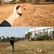 thumbnail image 3 of Cuerda para cachorros de alta resistencia con mango cómodo para perros pequeños, medianos y grandes, 3 of 5