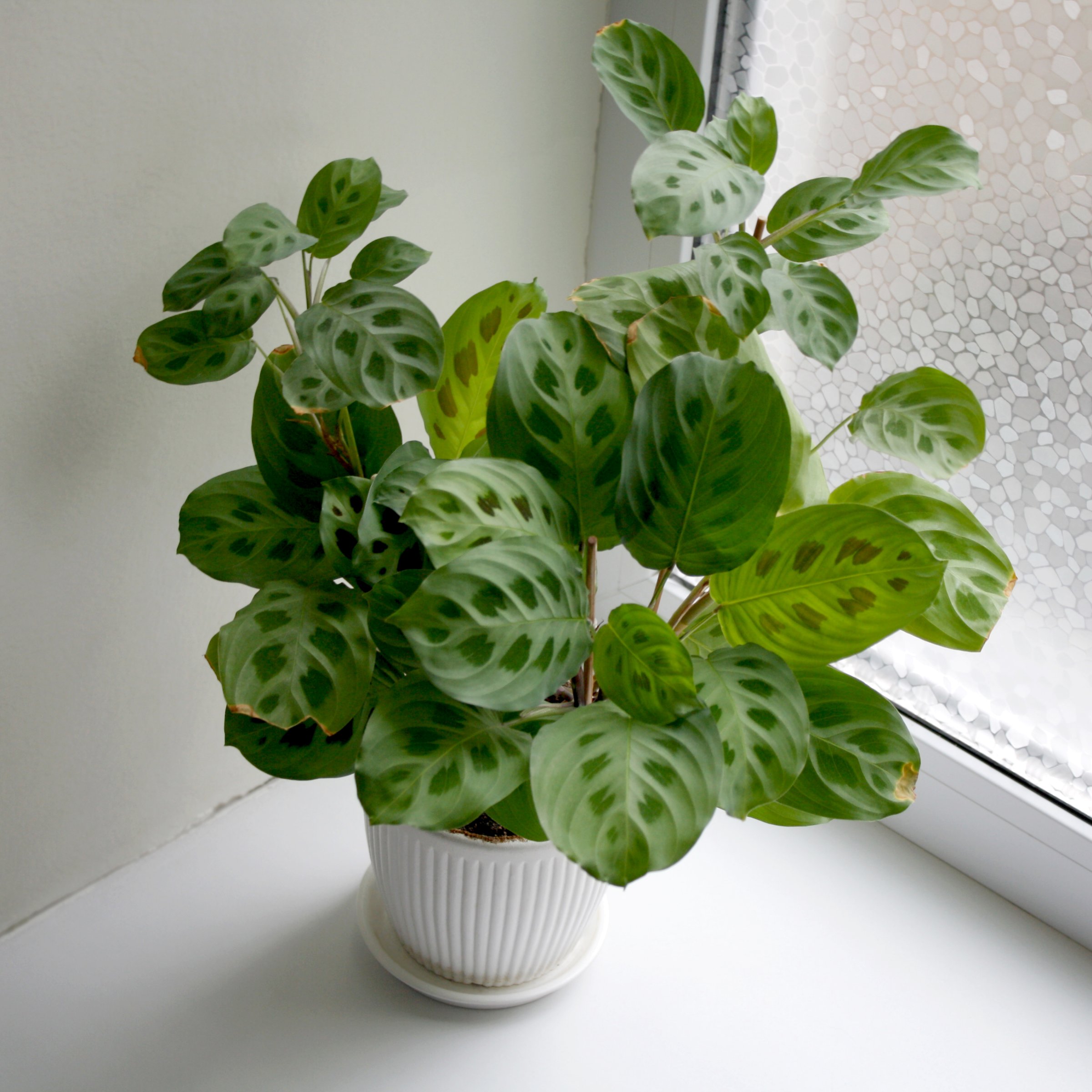 4 in. Maranta Green Plant in Grower Container (3-Pack)