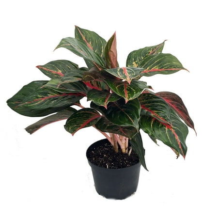 Red Emerald Chinese Evergreen Plant - Aglaonema - Grows in Dim Light - 6