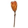 thumbnail image 2 of Vickerman 8-12" Nectarine Repens - Natural Stem -Bulk case, 180 pieces, Dried, 2 of 5