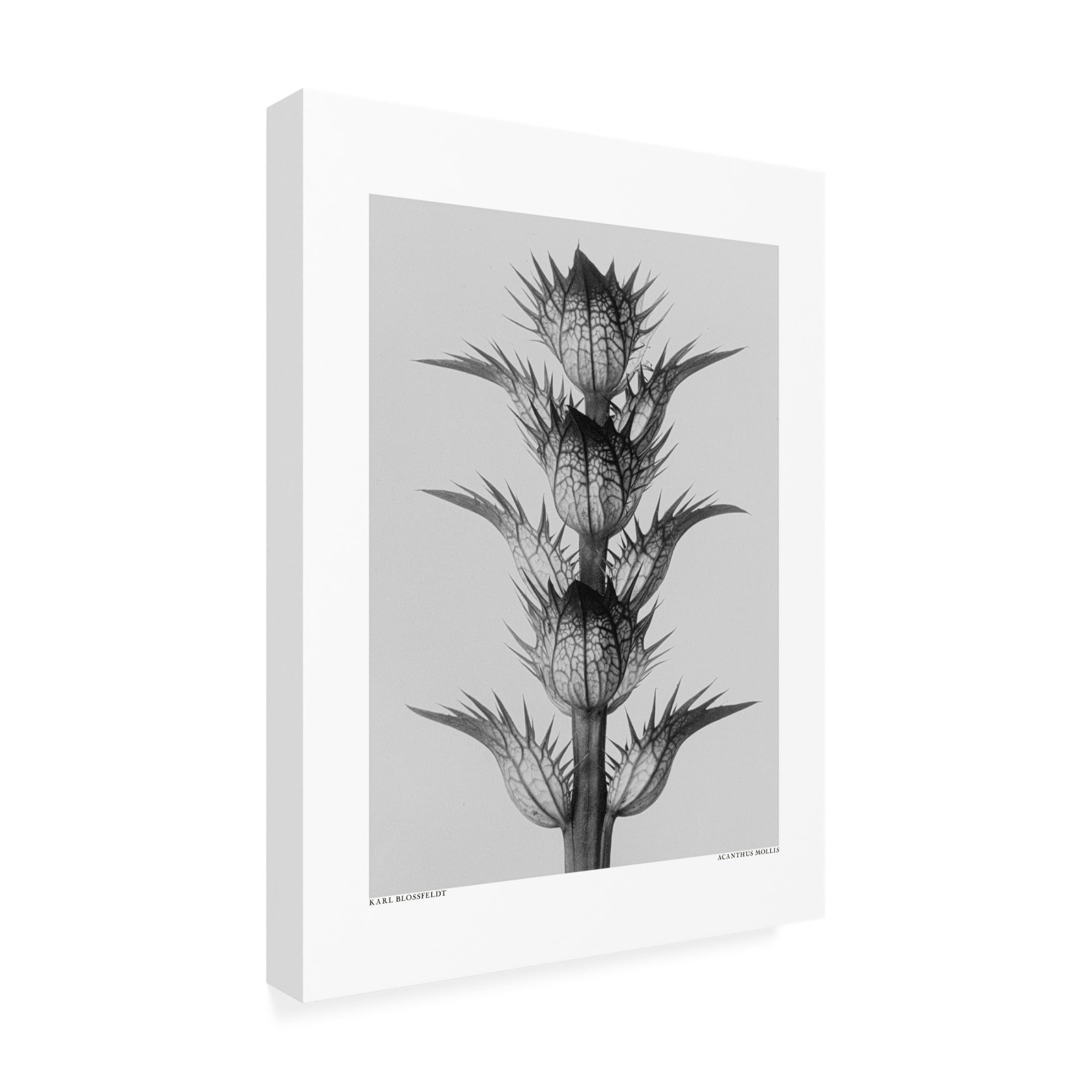 Trademark Fine Art Pictufy  Acanthus mollis Canvas Wall Art