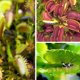 thumbnail image 2 of 100 Unids Venus Flytrap Semillas Plantación de Semillas de Plantas para Interiores Exteriores Balcón Jardín, 2 of 4
