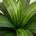 thumbnail image 5 of DR.Planzen Artificial Dracaena Tree 5ft - UV Protected Faux Dracaena Plant with 57 Green Leaves, Fake Tree for Indoor & Outdoor Use, Sturdy Tall White Planter with River Stones, 5 of 10