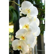 Phalaenopsis Orchid White Plant 4-8 Tall Rooted 2.5 Pot No Bloom, Indirect Sun to Shade