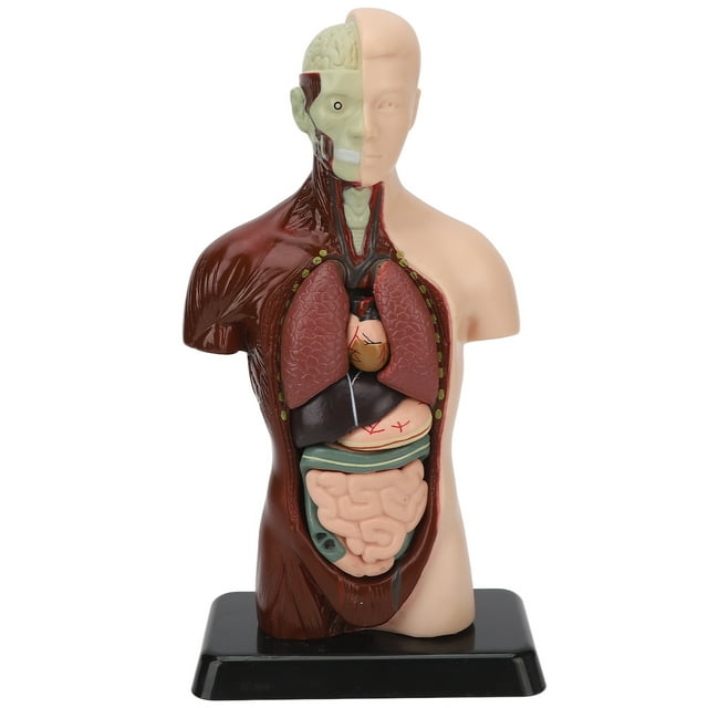 Modelo de torso, modelo de cuerpo humano Modelo de torso humano desmontable Modelo de cuerpo humano Los mejores materiales