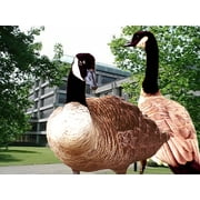 Bird-X Bird Stop Bird & Goose Repellent Natural Ingredients One Gallon Concentrate Canada Geese Starlings Sparrows