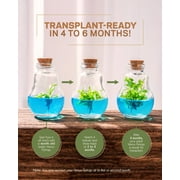 Venus Fly Trap Plant Terrarium, Self-Growing, Maintenance Free, 100% Growth Guarantee, 2 x 2 x 3 inches