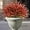 Autumn Red, variant on 5/10/15 Bundles Artificial Outdoor Plants UV Resistant Fake Grass Plants Faux Plastic Plants Greenery Shrubs for Home Garden Pathway Window Box Front Porch Cemetery Fall Decor, Autumn Red