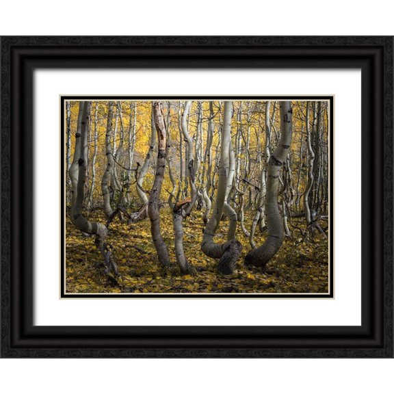 Li, Alex 32x24 Black Ornate Wood Framed with Double Matting Museum Art Print Titled - Crooked Aspen