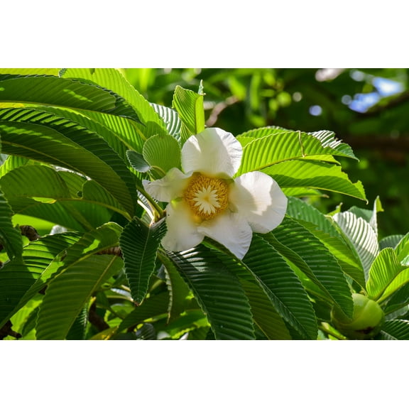 Serendipity Seeds 20 Dillenia Indica Plant Seed, Drought Tolerant