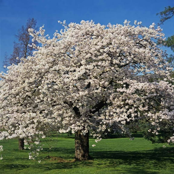Brighter Blooms - Yoshino Cherry Tree, 4-5 ft. - No Shipping to AK, AZ, CA, CO, HI, ID, OR, WA