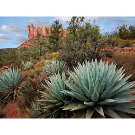 - Agave and Coffee Pot Rock near Sedona Arizona Poster Print by Tim Fitzharris