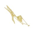 thumbnail image 3 of 4D Assembly Artificial Wild Life dinosaur model mini artificial Dinosaur Skeleton Toy Set Plastic Play Toys Model Kit Children Holiday Gift, 3 of 7