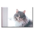 thumbnail image 1 of Cuadro Canva Listo Para Colgar Pixtreats Tipo Galería Gato De Pelaje Largo 50X75 cm, 1 of 4