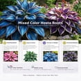 thumbnail image 5 of 4 Mixed Hosta Roots-Low‑Maintenance, Easy‑Grow for Garden Beds,Borders,Plant Pots & Planters, 5 of 5