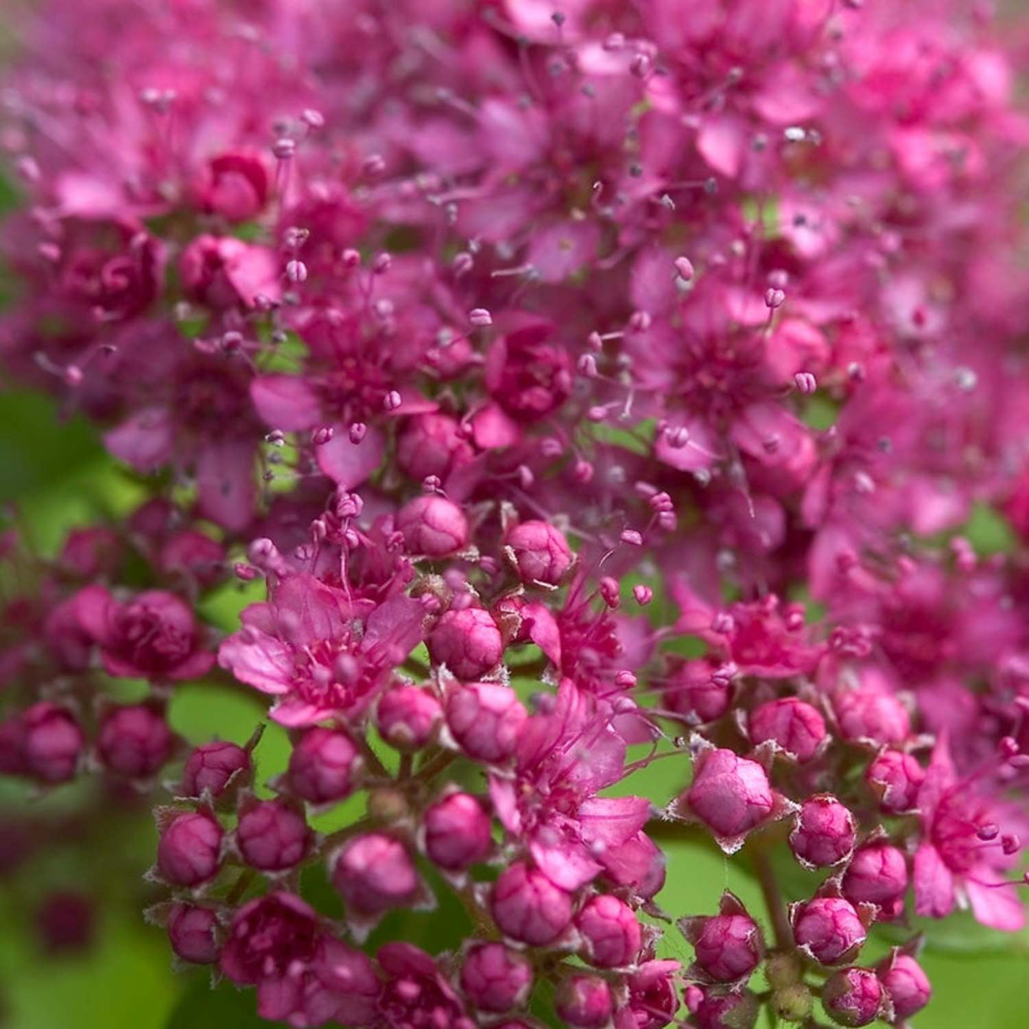 Proven Winners ColorChoice 5" Pink Double Play Gold Spirea Live Plant in 4.5" Pot (4 Count)