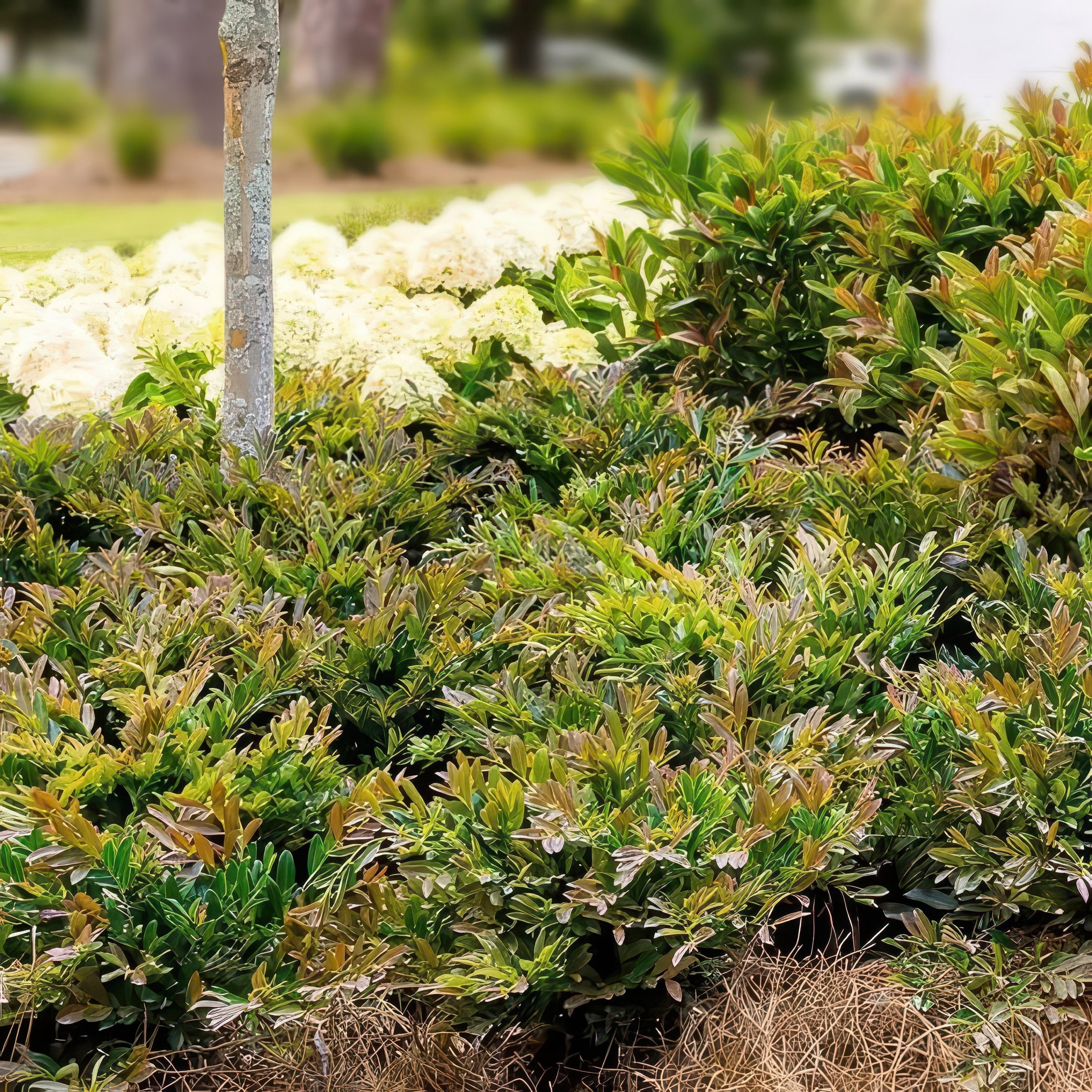 National Plant Network 3 gal. Distylium Cast In Bronze