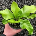 thumbnail image 4 of Birds Nest Fern - Live Plant in a 4 Inch Pot - Grower's Choice - Beautiful Easy Care Indoor Houseplant Fern, 4 of 5