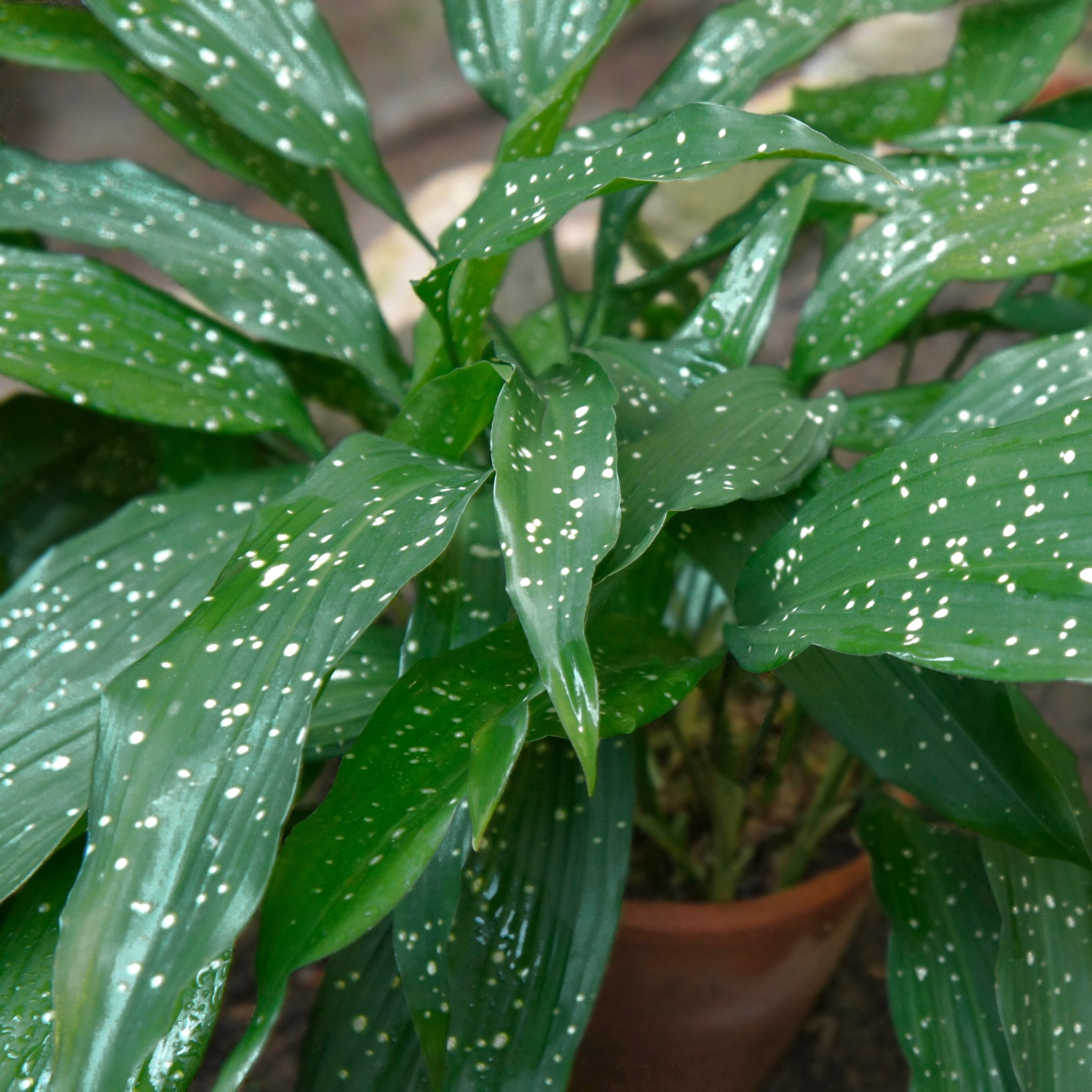 National Plant Network 3 gal. Aspidistra Milky Way Live Plant