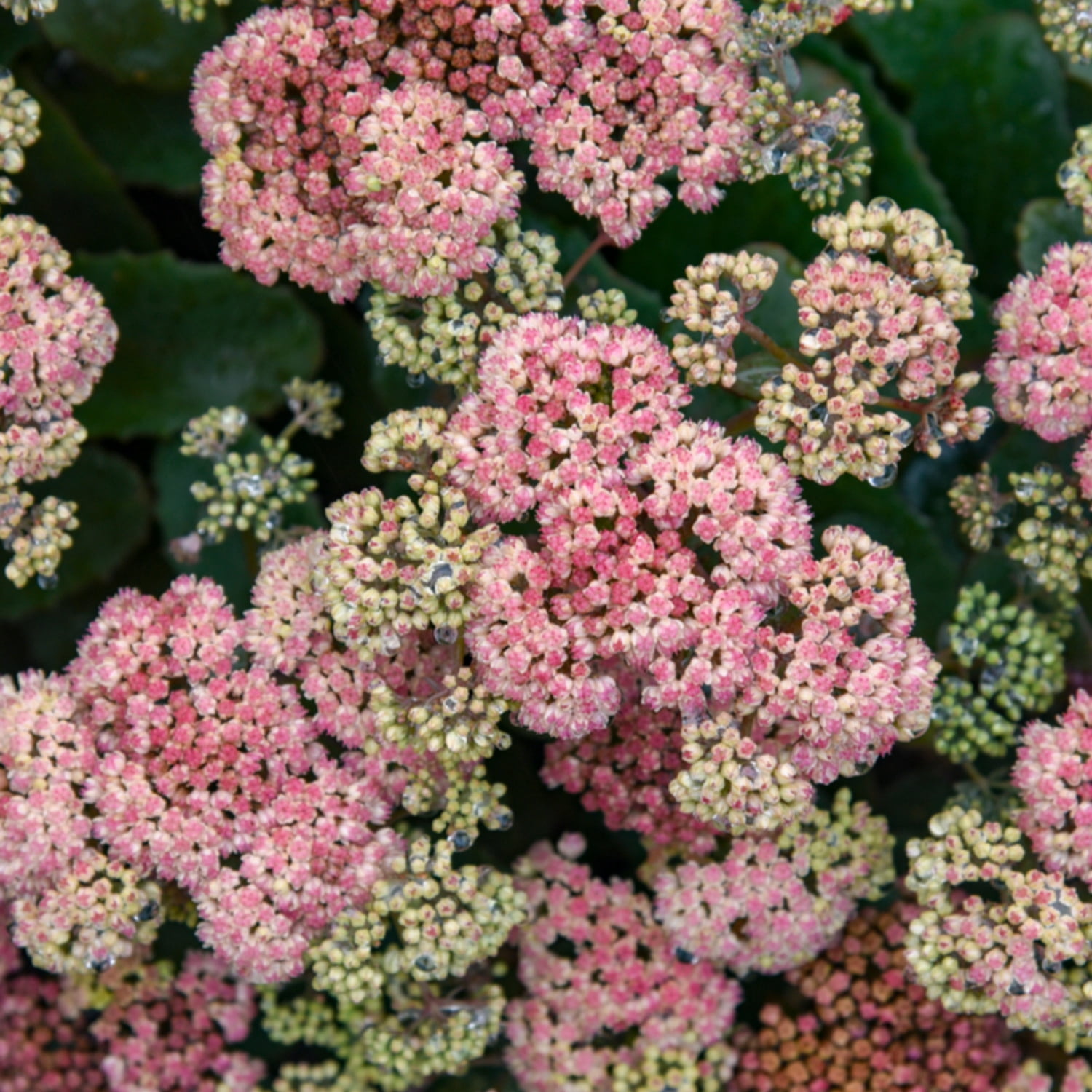 Proven Winners 5" Pink Rock 'N Grow 'Coraljade' Stonecrop Live Plant in 4.5" Pot