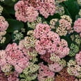 thumbnail image 4 of Proven Winners 5" Pink Rock 'N Grow 'Coraljade' Stonecrop Live Plant in 4.5" Pot, 4 of 6