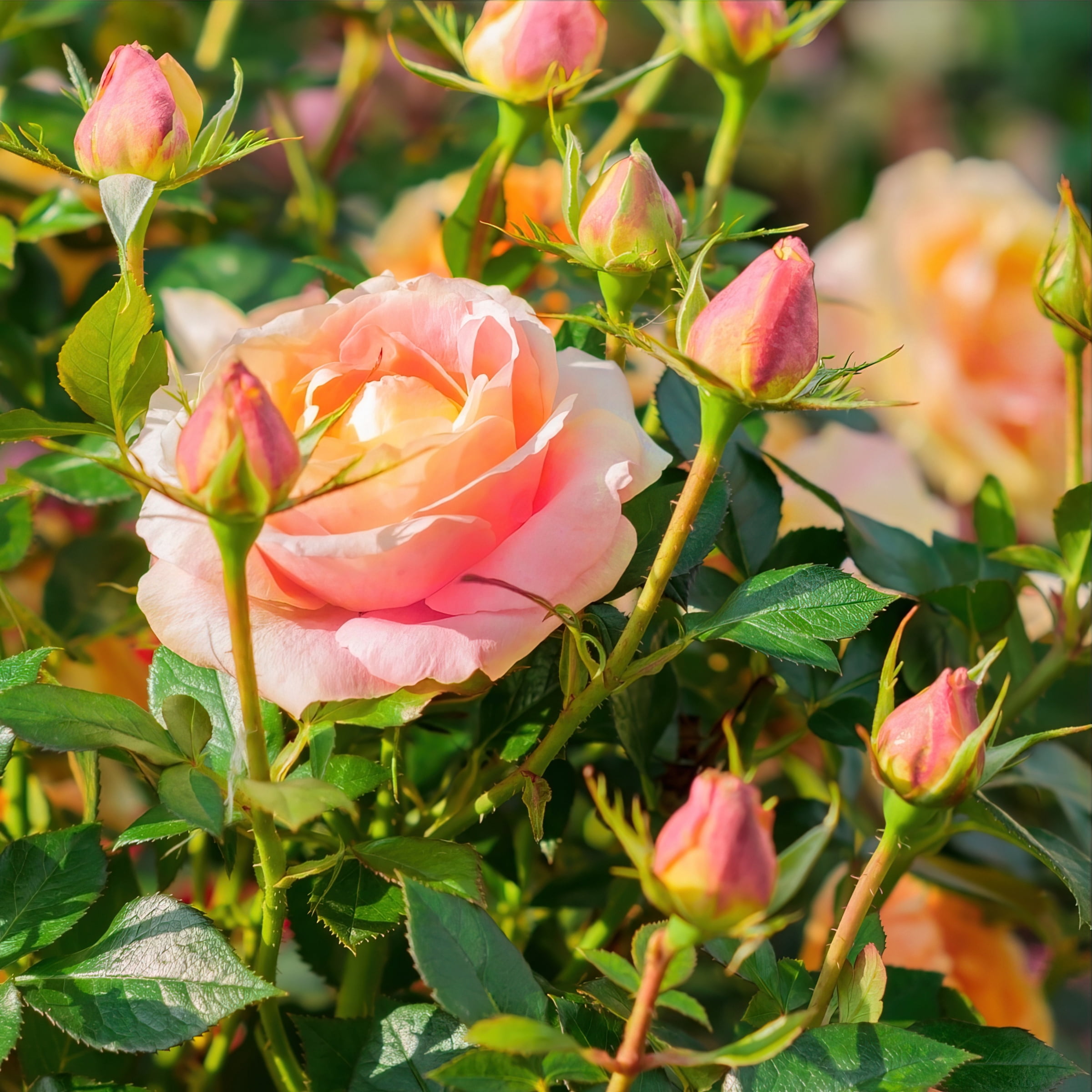 Plant with Purpose Helen Hayes Hybrid Tea Rose Live Shrub- 2 Piece