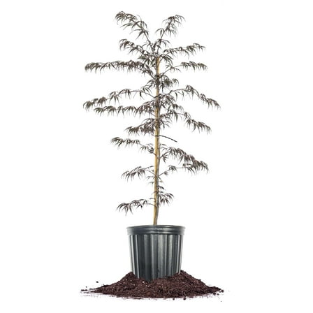 Perfect Plants Tamukeyama Japanese Maple 3 Gallon