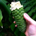 thumbnail image 3 of Split Leaf Philodendron 2.5" Pot - Monstera - Edible Fruit Pineapple Taste, 3 of 4