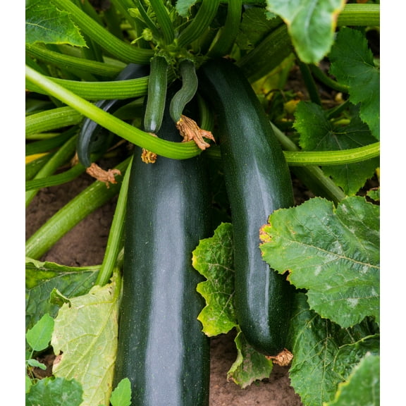 Earthcare Seeds - Zucchini Black Beauty Heirloom 30 Seeds (Cucurbita Pepo) Heirloom - Open Pollinated