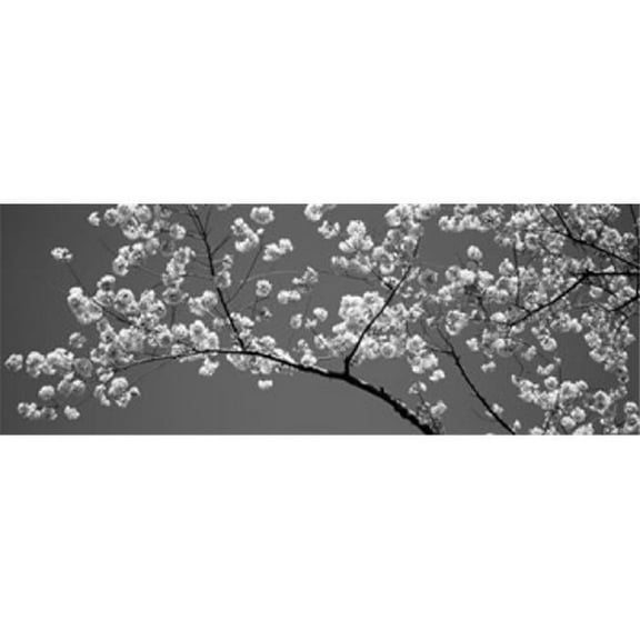 Panoramic Images PPI152181S Cherry Blossoms Washington Dc USA Poster Print, 18 x 7