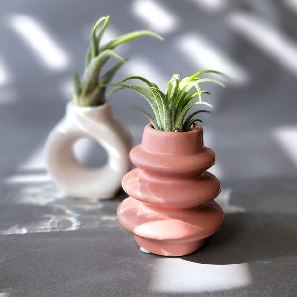 house plants jade BubbleBlooms Jade Succulent in a 4 inch Pot Crassula ovata main image 1
