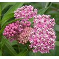 thumbnail image 2 of 75 Graines de Fleurs d'Asclépiade Rouge des Marais Asclepias Incarnata, 2 of 3