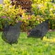 thumbnail image 3 of Decoración Para El Jardín Con Pájaros De Corral, Pegatina Acrílica Con Espejo, Decoración Artística Para El Jardín, Decoración Para El Jardín, Impresión Acrílica A Doble Cara, Tarjeta Para Fiestas,, 3 of 5